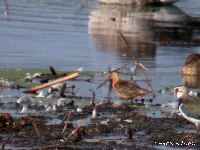 STRRE BECKASINSNPPA / LONG-BILLED DOWITCHER (Limnodromus scolopaceus)