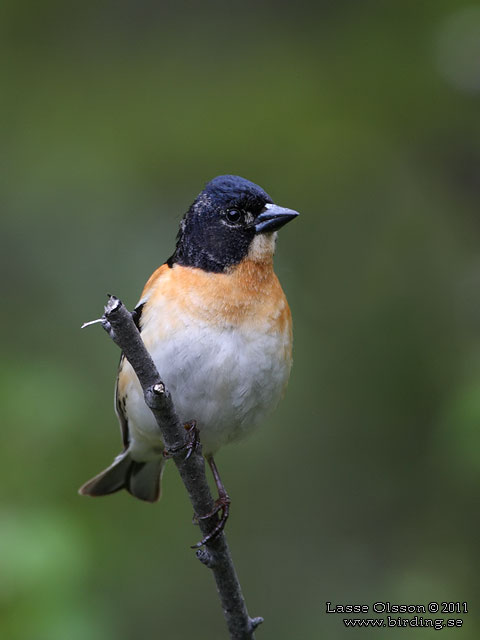 BERGFINK / BRAMBLING (Fringilla coelebs) - stor bild / full size