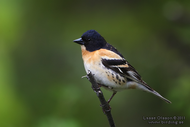 BERGFINK / BRAMBLING (Fringilla coelebs) - stor bild / full size