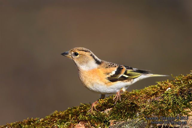 BERGFINK / BRAMBLING (Fringilla coelebs) - stor bild / full size