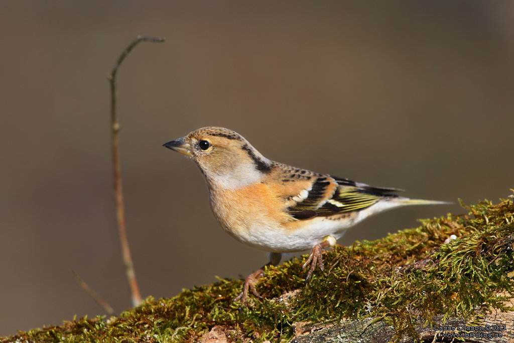 BERGFINK / BRAMBLING (Fringilla coelebs) - Stng / Close