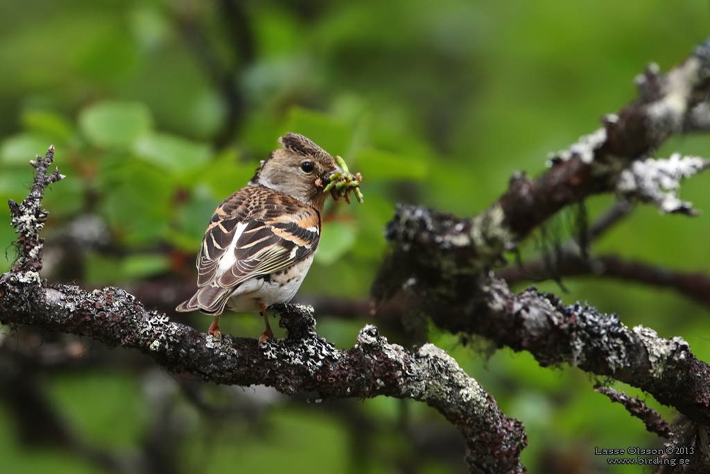 BERGFINK / BRAMBLING (Fringilla coelebs) - Stng / Close