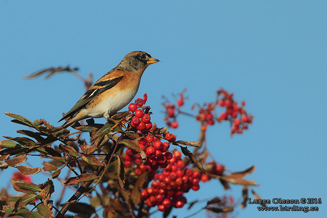 BERGFINK / BRAMBLING (Fringilla coelebs) - stor bild / full size