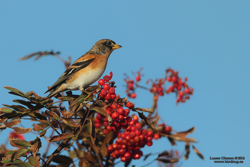 BERGFINK / BRAMBLING (Fringilla coelebs) - Stng / Close