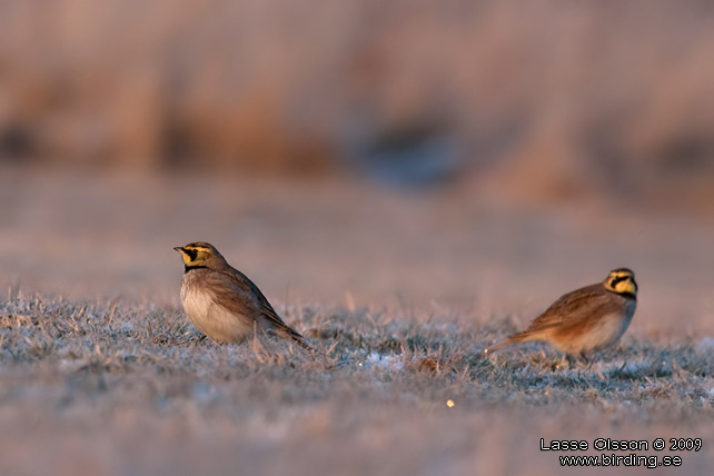 BERGLRKA / HORNED LARK (Eremophila alpestris) - stor bild / full size