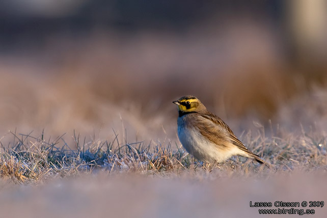 BERGLRKA / HORNED LARK (Eremophila alpestris) - stor bild / full size