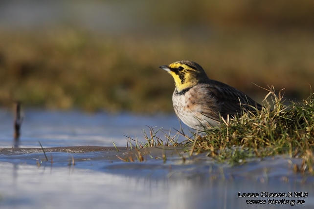 BERGLÄRKA / HORNED LARK (Eremophila alpestris) - stor bild / full size