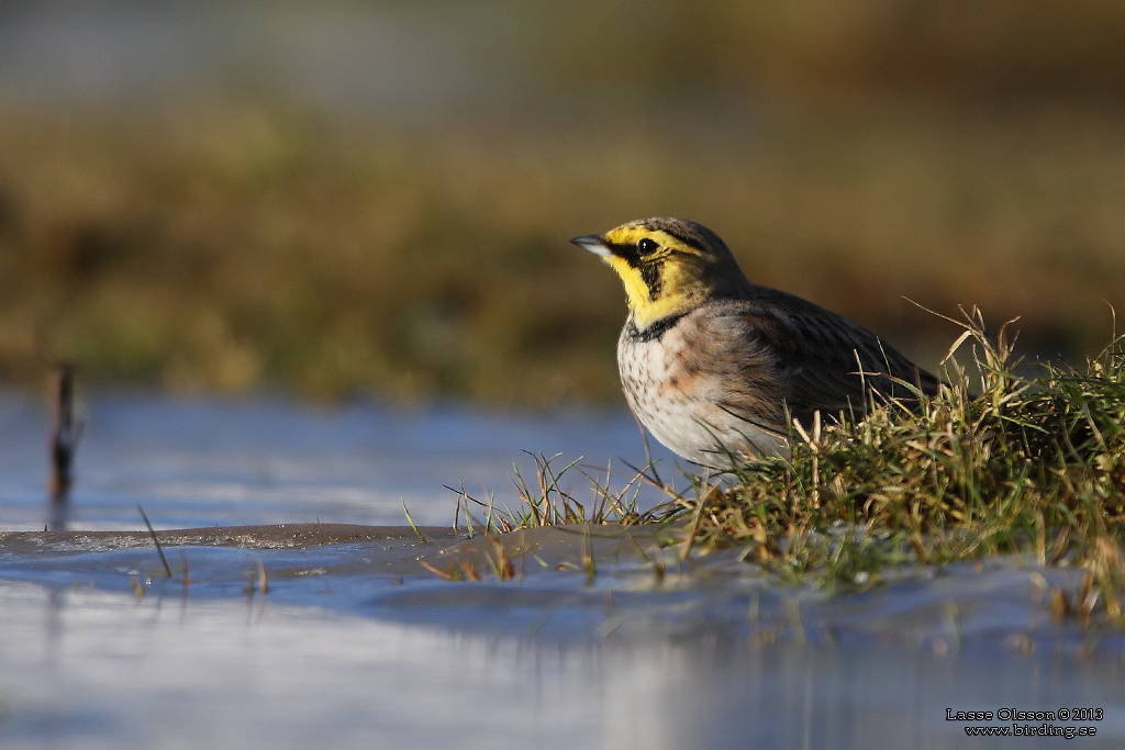 BERGLRKA / HORNED LARK (Eremophila alpestris) - Stng / Close