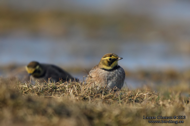 BERGLÄRKA / HORNED LARK (Eremophila alpestris) - stor bild / full size