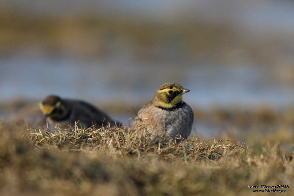 BERGLRKA / HORNED LARK (Eremophila alpestris) - Stng / Close