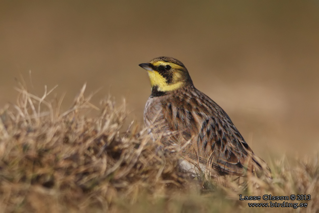 BERGLÄRKA / HORNED LARK (Eremophila alpestris) - stor bild / full size