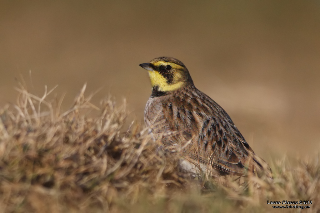 BERGLRKA / HORNED LARK (Eremophila alpestris) - Stng / Close