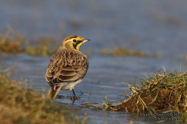 BERGLÄRKA / HORNED LARK (Eremophila alpestris) - stor bild / full size