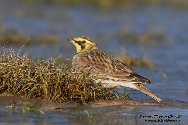 BERGLÄRKA / HORNED LARK (Eremophila alpestris) - stor bild / full size