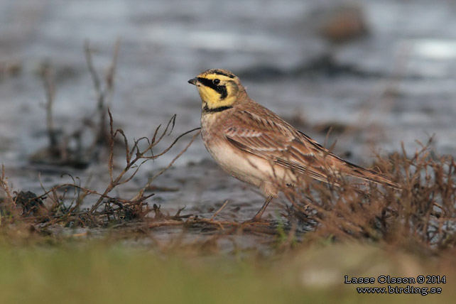 BERGLÄRKA / HORNED LARK (Eremophila alpestris) - stor bild / full size