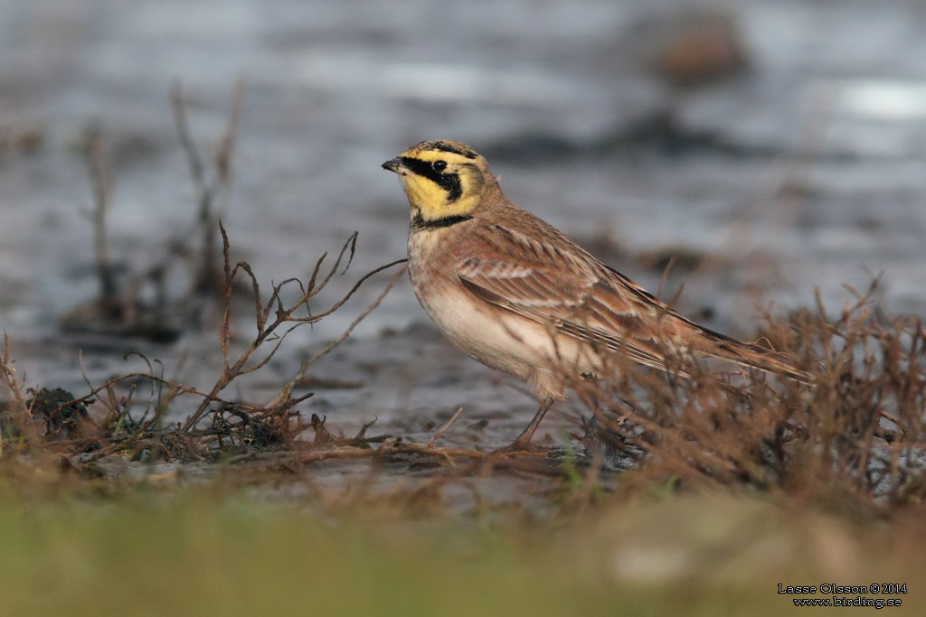 BERGLRKA / HORNED LARK (Eremophila alpestris) - Stng / Close