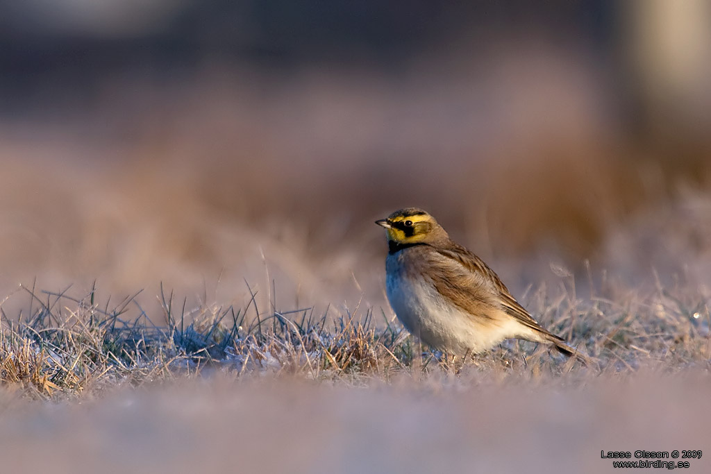 BERGLRKA / HORNED LARK (Eremophila alpestris) - Stng / Close