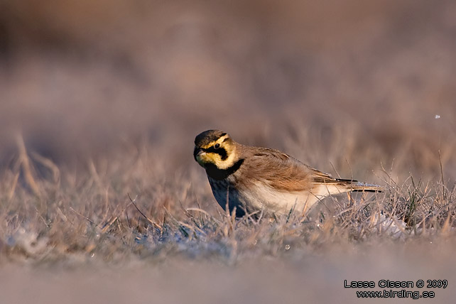 BERGLRKA / HORNED LARK (Eremophila alpestris) - stor bild / full size