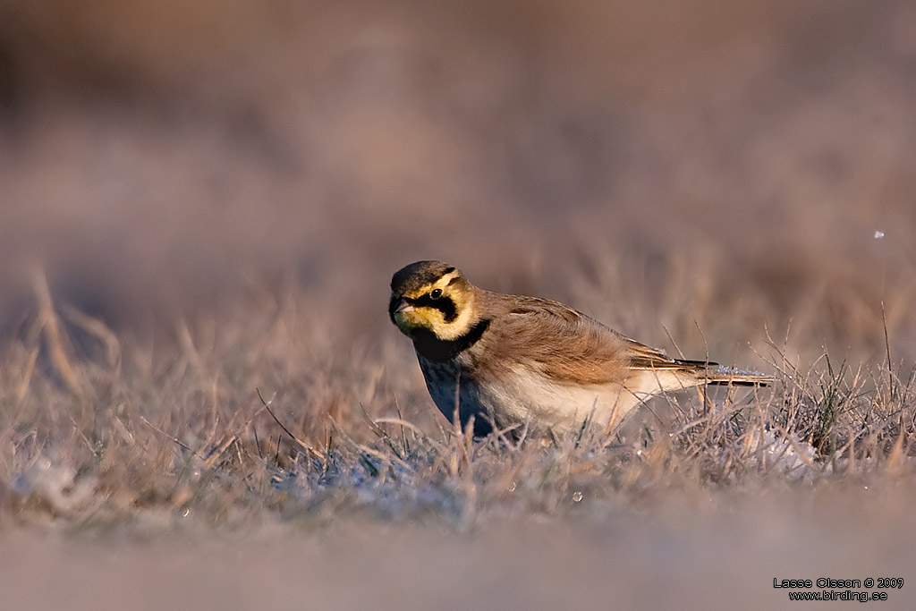 BERGLRKA / HORNED LARK (Eremophila alpestris) - Stng / Close