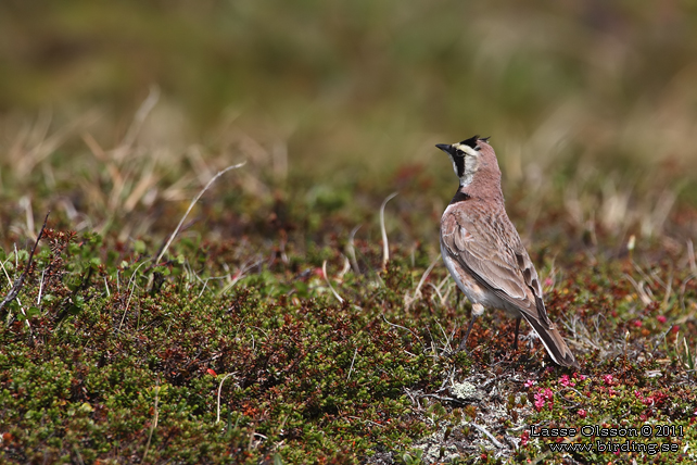 BERGLÄRKA / HORNED LARK (Eremophila alpestris) - stor bild / full size