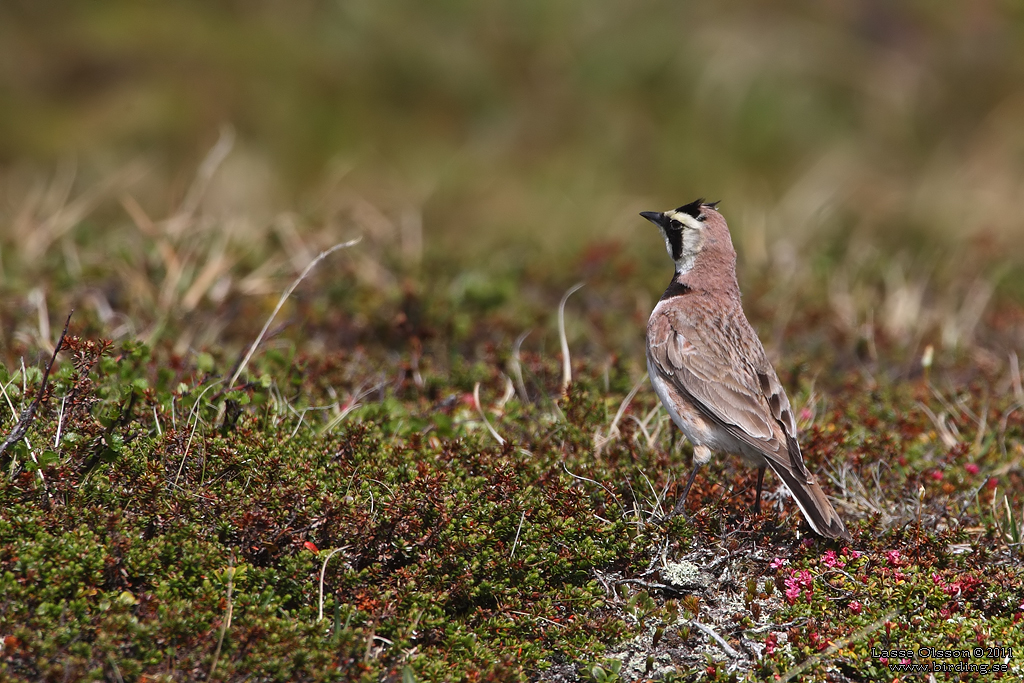 BERGLRKA / HORNED LARK (Eremophila alpestris) - Stng / Close