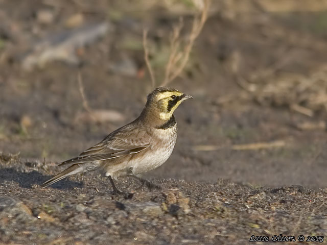 BERGLRKA / HORNED LARK (Eremophila alpestris)