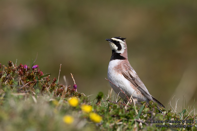 BERGLÄRKA / HORNED LARK (Eremophila alpestris) - stor bild / full size