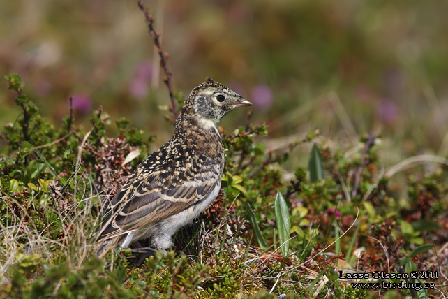 BERGLÄRKA / HORNED LARK (Eremophila alpestris) - stor bild / full size