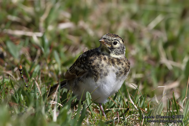 BERGLÄRKA / HORNED LARK (Eremophila alpestris) - stor bild / full size