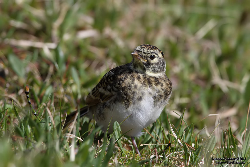 BERGLRKA / HORNED LARK (Eremophila alpestris) - Stng / Close