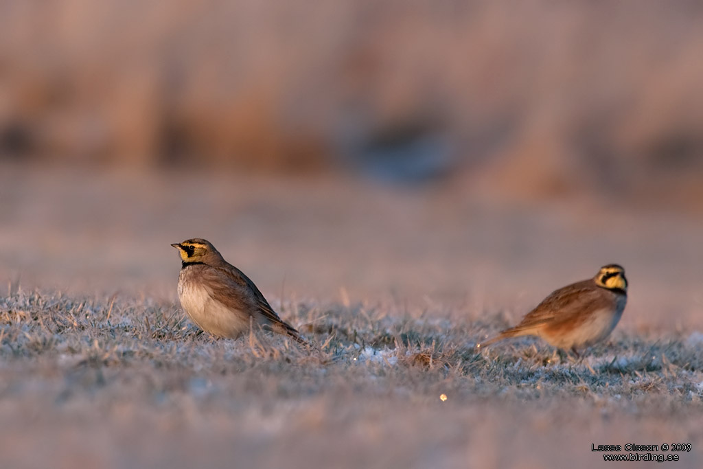 BERGLRKA / HORNED LARK (Eremophila alpestris) - Stng / Close