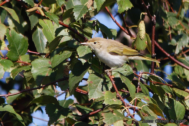 BERGSNGARE / WESTERN BONELLI'S WARBLER (Phylloscopus bonelli)