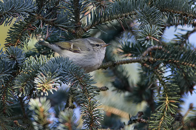 BERGTAJGASÅNGARE / HUME'S LEAF WARBLER (Phylloscopus humei) - stor bild / full size