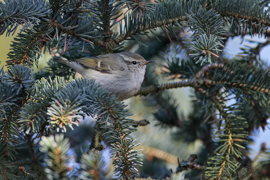 BERGSTAIGASNGARE / HUME'S LEAF WARBLER (Phylloscopus humei) - Stng / Close
