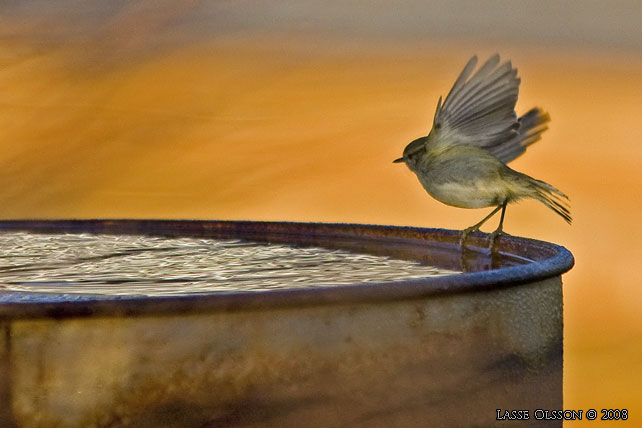 BERGSTAIGASNGARE / HUME'S LEAF WARBLER (Phylloscopus humei) - stor bild / full size