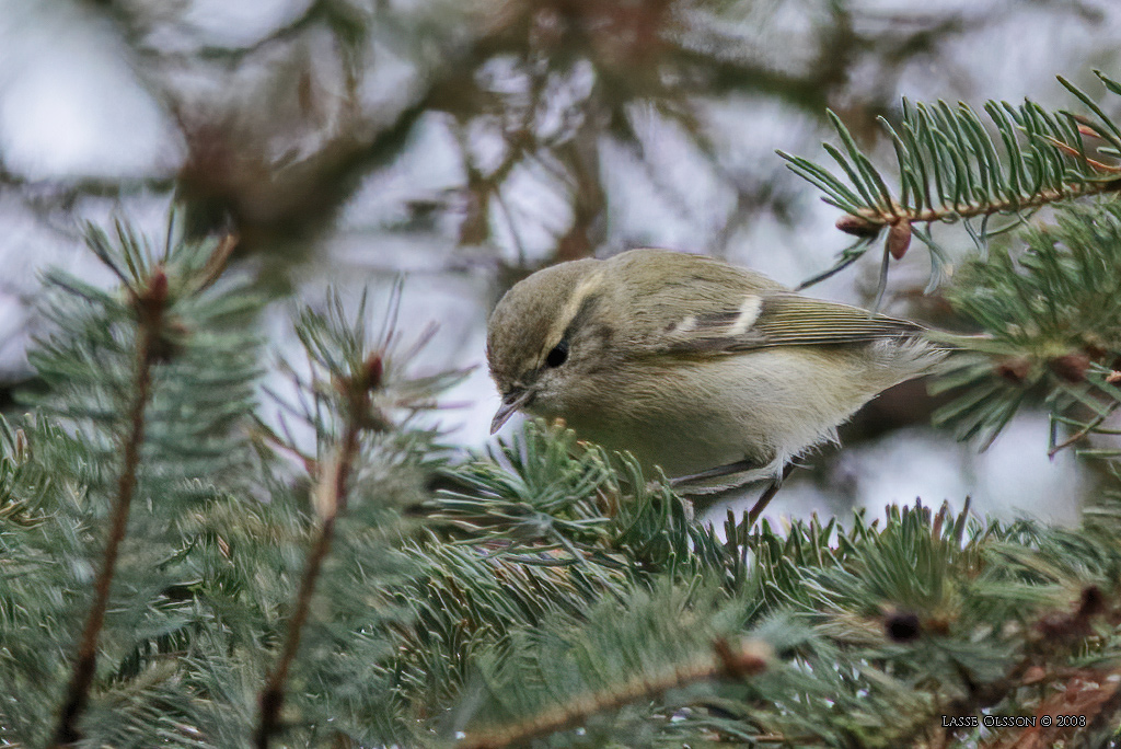 BERGSTAIGASNGARE / HUME'S LEAF WARBLER (Phylloscopus humei) - Stng / Close