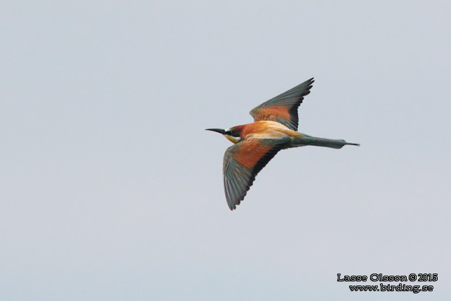 BIÄTARE / EUROPEAN BEE-EATER (Merops apiaster)