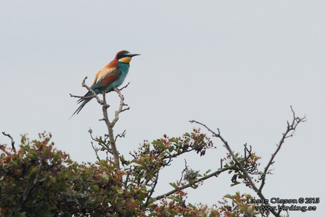 BIÄTARE / EUROPEAN BEE-EATER (Merops apiaster)