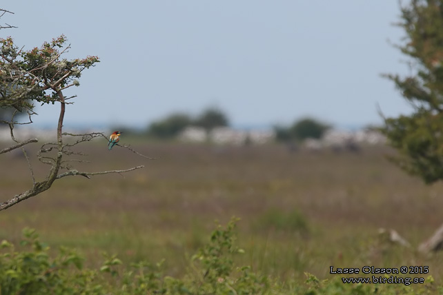 BIÄTARE / EUROPEAN BEE-EATER (Merops apiaster)