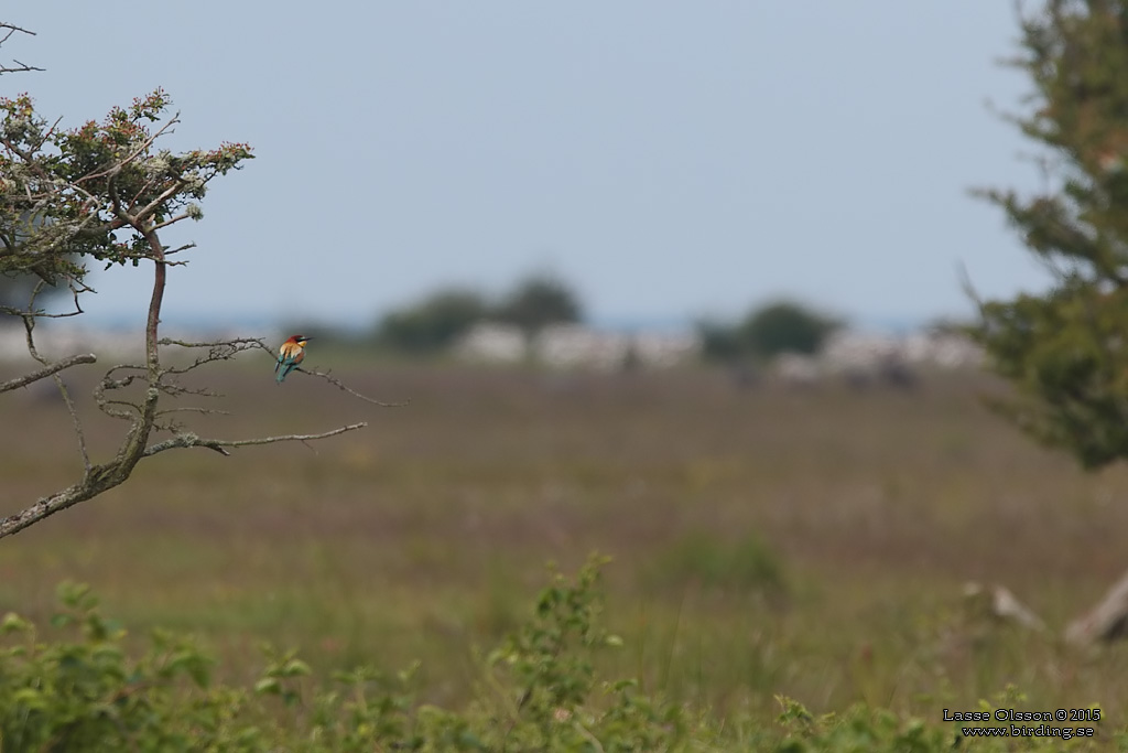 BITARE / EUROPEAN BEE-EATER (Merops apiaster)) - Stng / Close