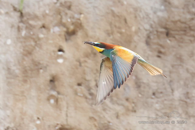 BIÄTARE / EUROPEAN BEE-EATER (Merops apiaster)