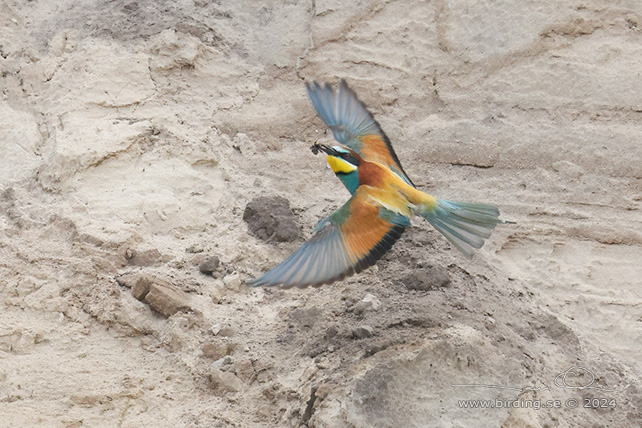 BIÄTARE / EUROPEAN BEE-EATER (Merops apiaster)