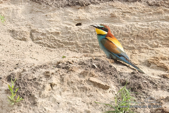 BIÄTARE / EUROPEAN BEE-EATER (Merops apiaster)