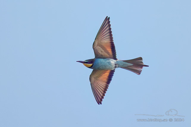BIÄTARE / EUROPEAN BEE-EATER (Merops apiaster)