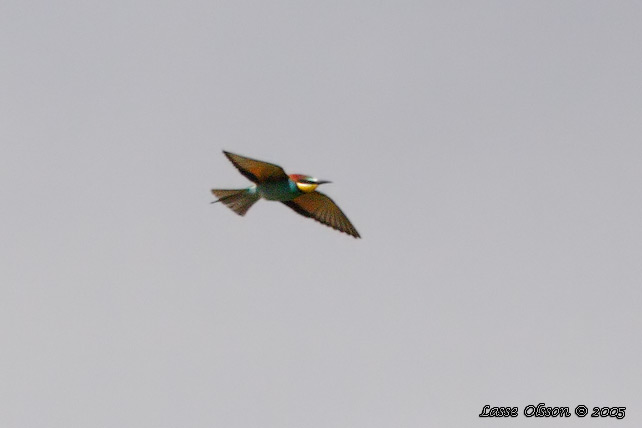 BITARE / EUROPEAN BEE-EATER (Merops apiaster)