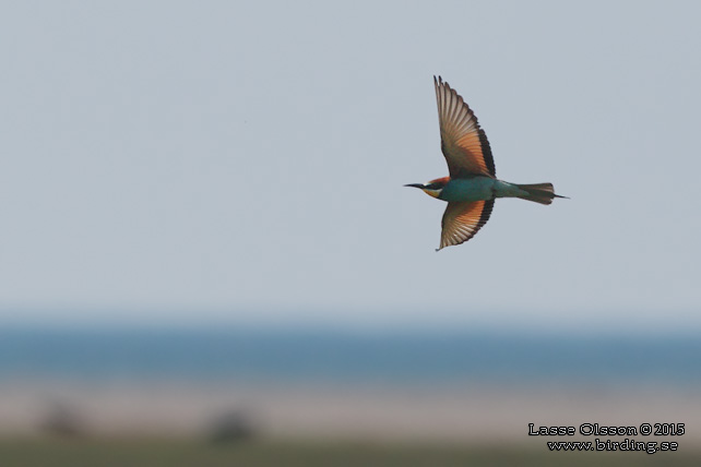 BIÄTARE / EUROPEAN BEE-EATER (Merops apiaster)