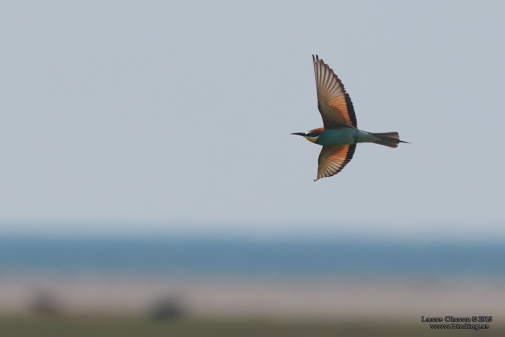 BITARE / EUROPEAN BEE-EATER (Merops apiaster)) - Stng / Close