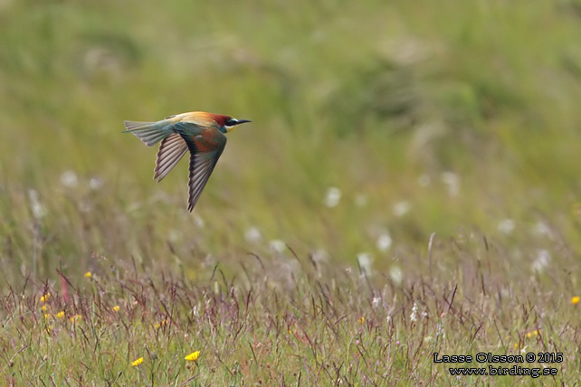 BIÄTARE / EUROPEAN BEE-EATER (Merops apiaster)