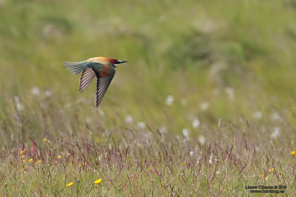 BITARE / EUROPEAN BEE-EATER (Merops apiaster)) - Stng / Close