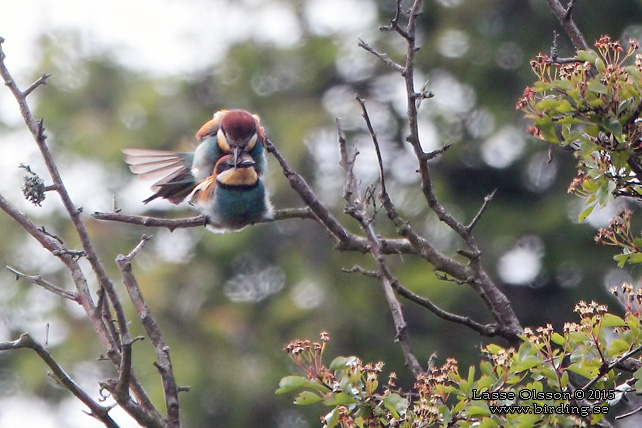 BIÄTARE / EUROPEAN BEE-EATER (Merops apiaster)